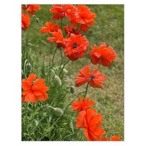 🌸🌸 BEAUTIFUL POPPYS ORIGINAL FLORAL PHOTOGRAP…
